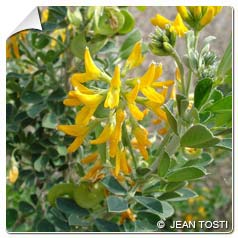 Medicago arborea